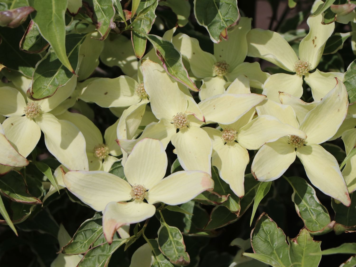 Japanischer Blumen-Hartriegel 'Teresa' - Cornus kousa 'Teresa'