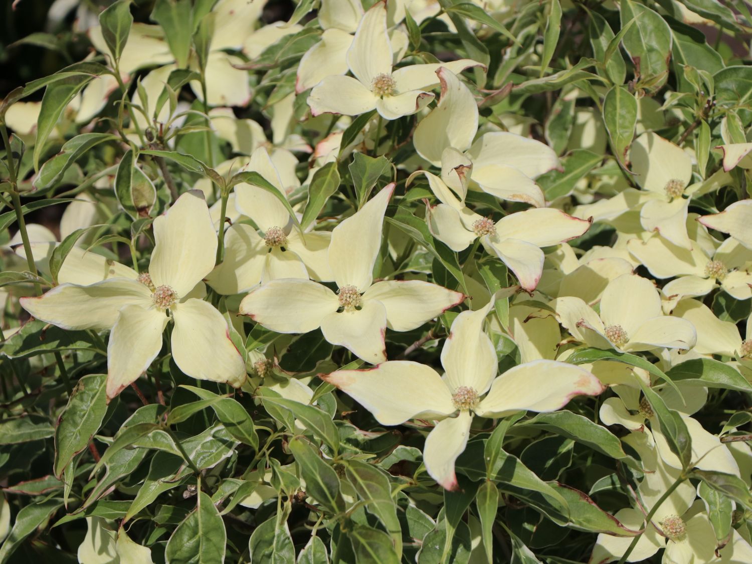 Japanischer Blumen-Hartriegel 'Teresa' - Cornus kousa 'Teresa'