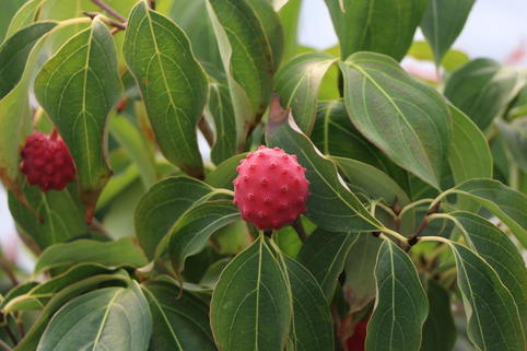 Japanischer Blumen-Hartriegel 'Trinity Star' - Cornus kousa 'Trinity Star'