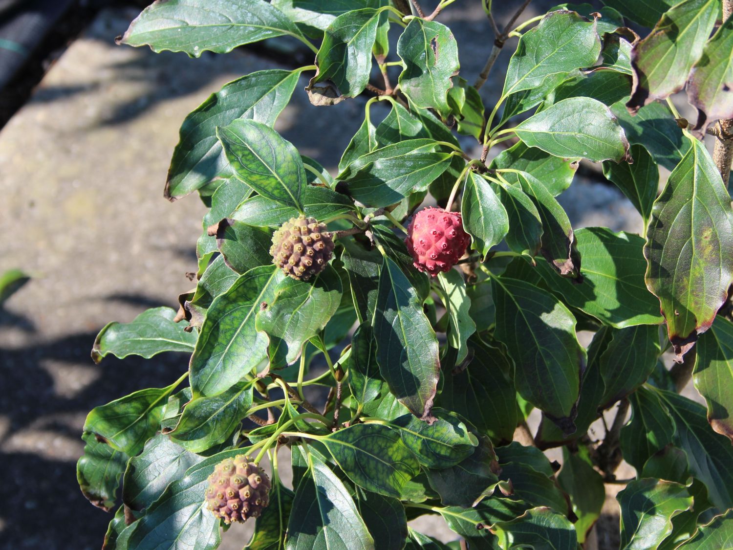 Japanischer Blumen-Hartriegel 'Trinity Star' - Cornus kousa 'Trinity Star'