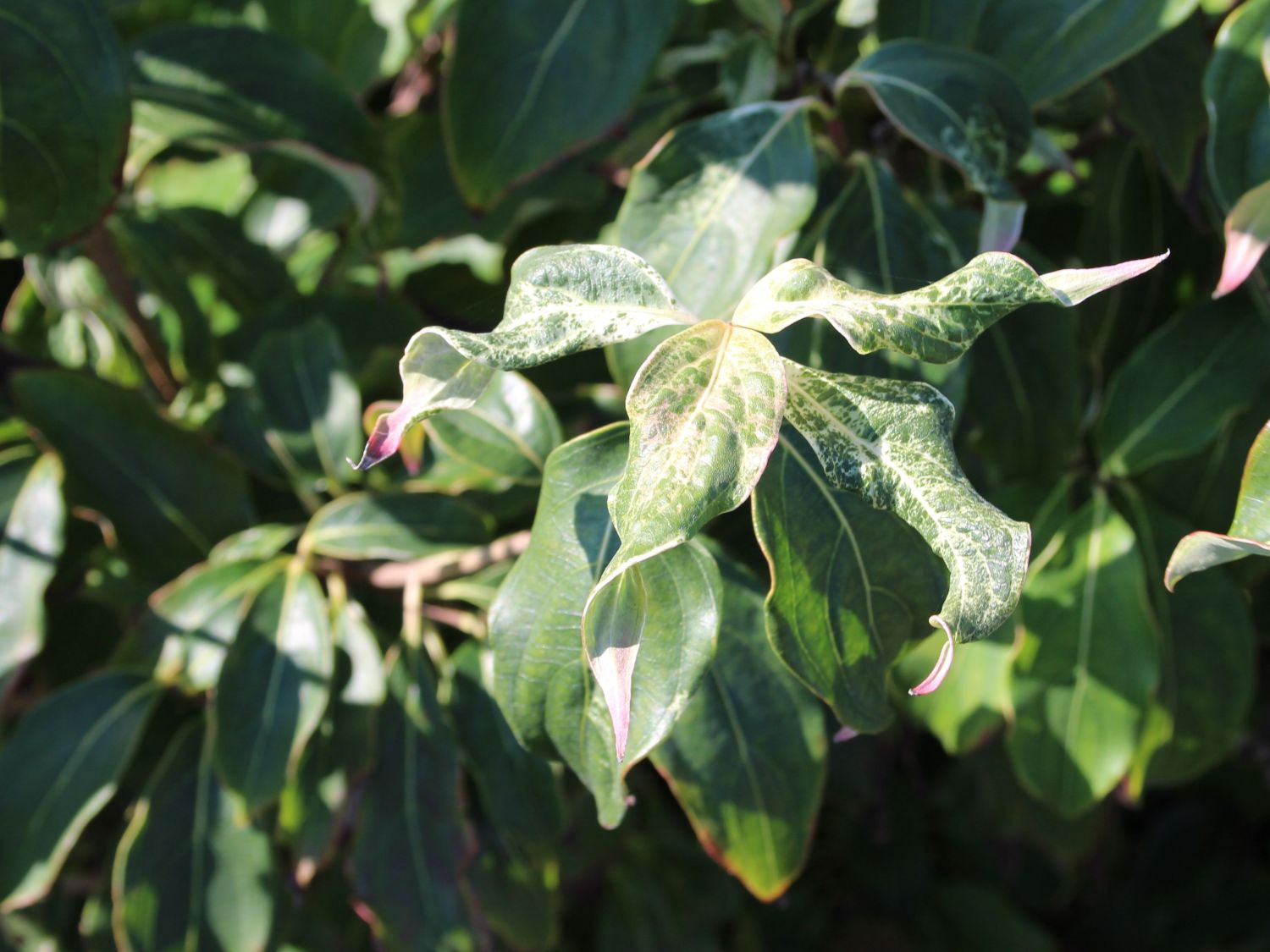Japanischer Blumen-Hartriegel 'Trinity Star' - Cornus kousa 'Trinity Star'