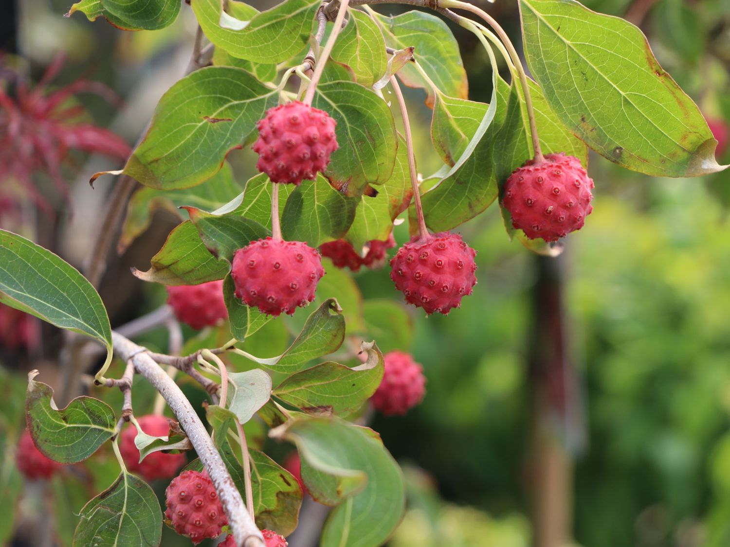 Japanischer Blumen-Hartriegel 'Trinity Star' - Cornus kousa 'Trinity Star'