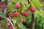 Japanischer Blumen-Hartriegel 'Trinity Star' - Cornus kousa 'Trinity Star'