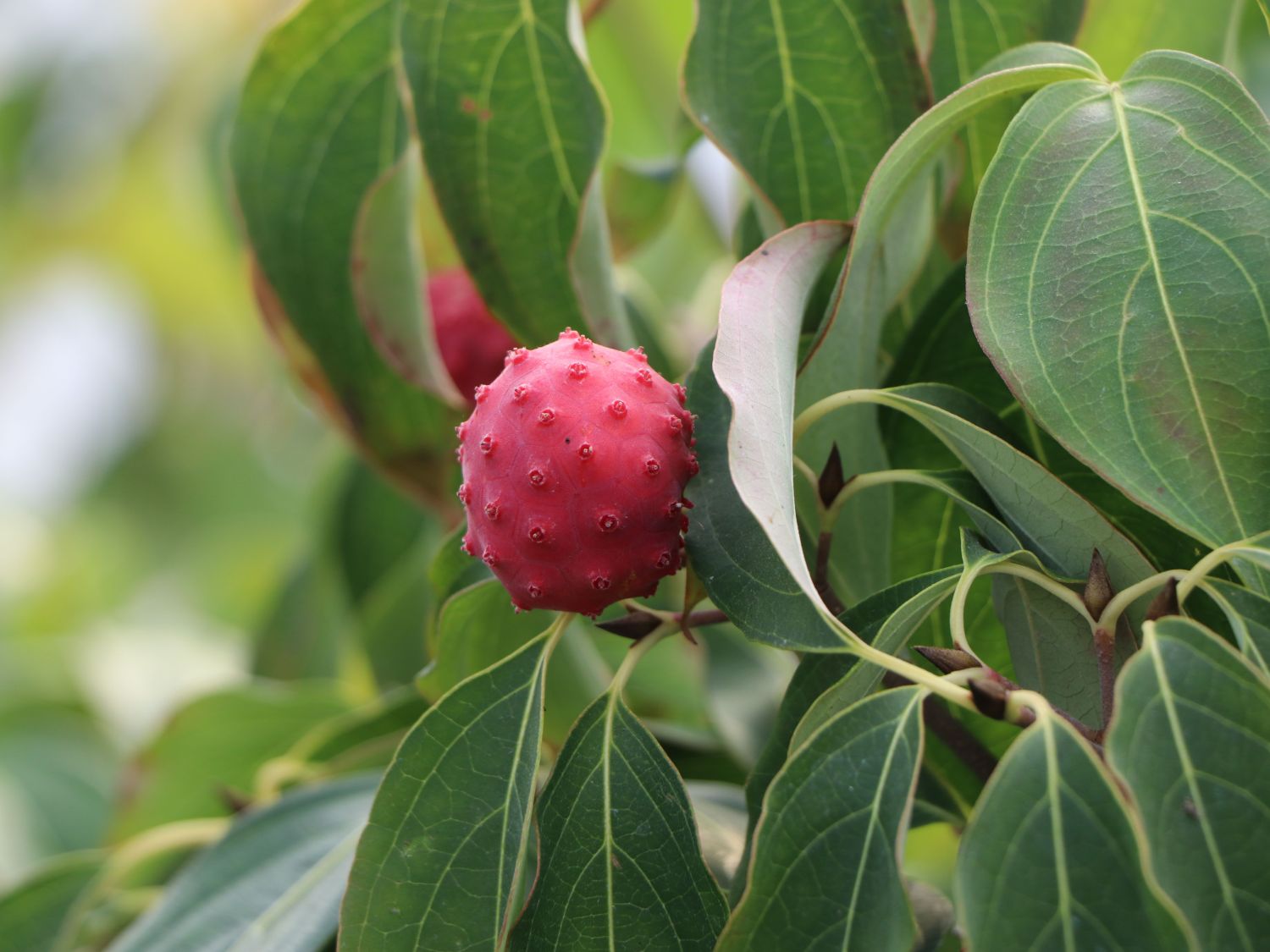 Japanischer Blumen-Hartriegel 'Trinity Star' - Cornus kousa 'Trinity Star'