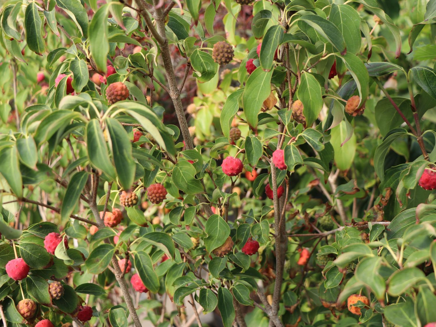 Japanischer Blumen-Hartriegel 'Trinity Star' - Cornus kousa 'Trinity Star'