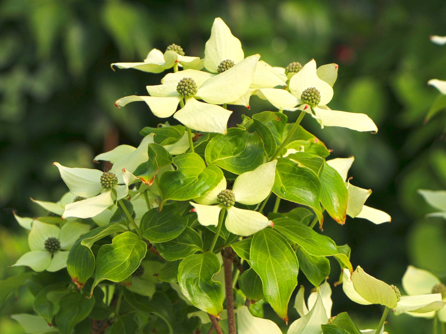 Japanischer Blumen-Hartriegel 'Trinity Star' - Cornus kousa 'Trinity Star'