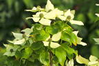 Japanischer Blumen-Hartriegel 'Trinity Star' - Cornus kousa 'Trinity Star'