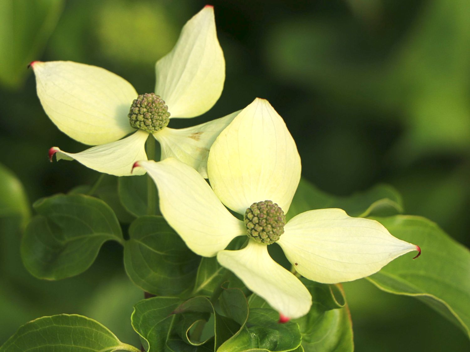 Japanischer Blumen-Hartriegel 'Trinity Star' - Cornus kousa 'Trinity Star'