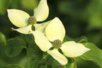 Japanischer Blumen-Hartriegel 'Trinity Star' - Cornus kousa 'Trinity Star'