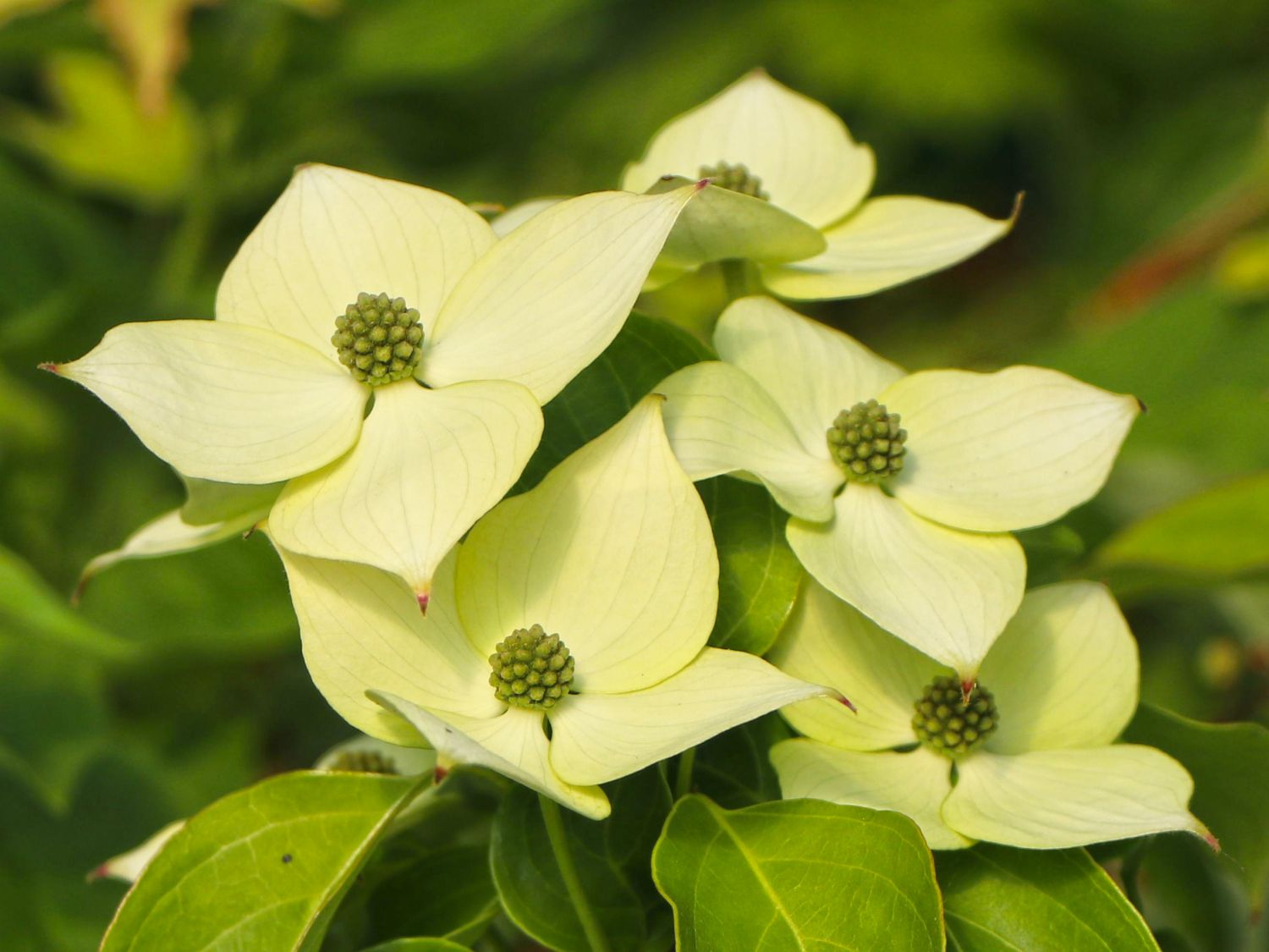 Japanischer Blumen-Hartriegel 'Trinity Star' - Cornus kousa 'Trinity Star'