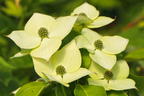 Japanischer Blumen-Hartriegel 'Trinity Star' - Cornus kousa 'Trinity Star'