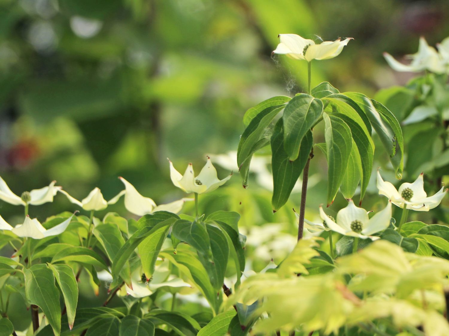 Japanischer Blumen-Hartriegel 'Trinity Star' - Cornus kousa 'Trinity Star'