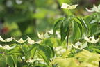 Japanischer Blumen-Hartriegel 'Trinity Star' - Cornus kousa 'Trinity Star'