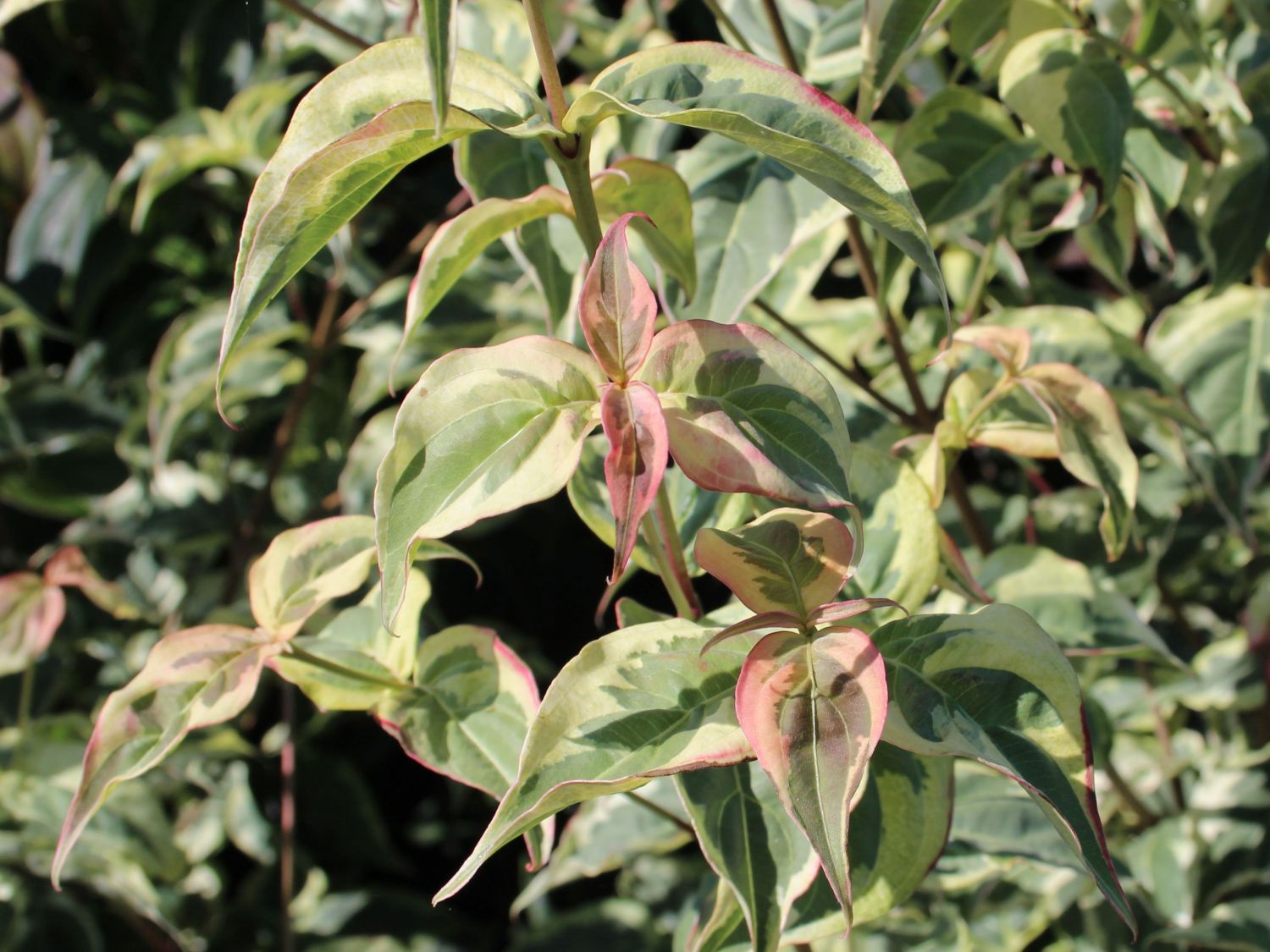 Japanischer Blumen-Hartriegel 'Willy Boy' - Cornus kousa 'Willy Boy'
