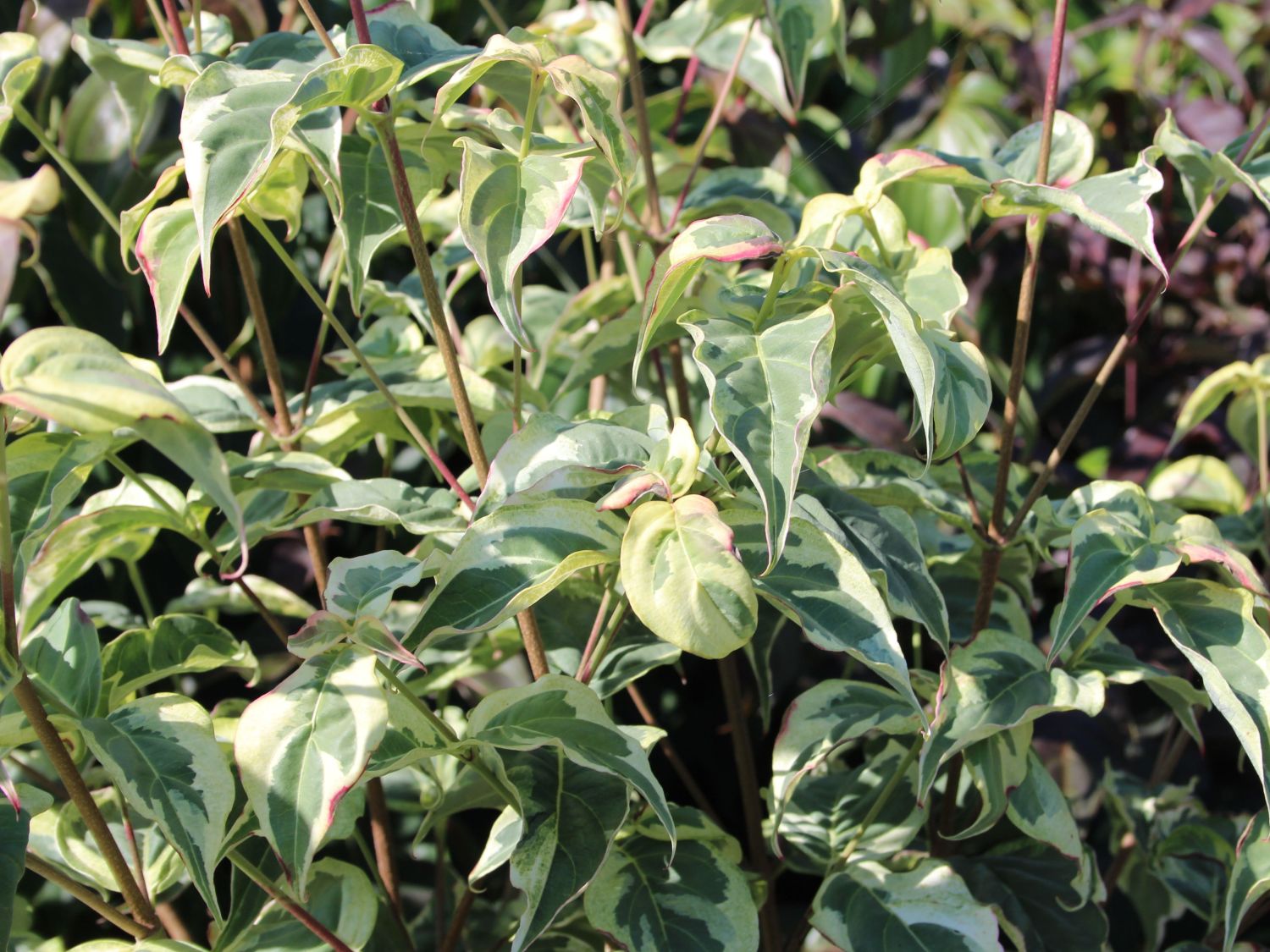 Japanischer Blumen-Hartriegel 'Willy Boy' - Cornus kousa 'Willy Boy'