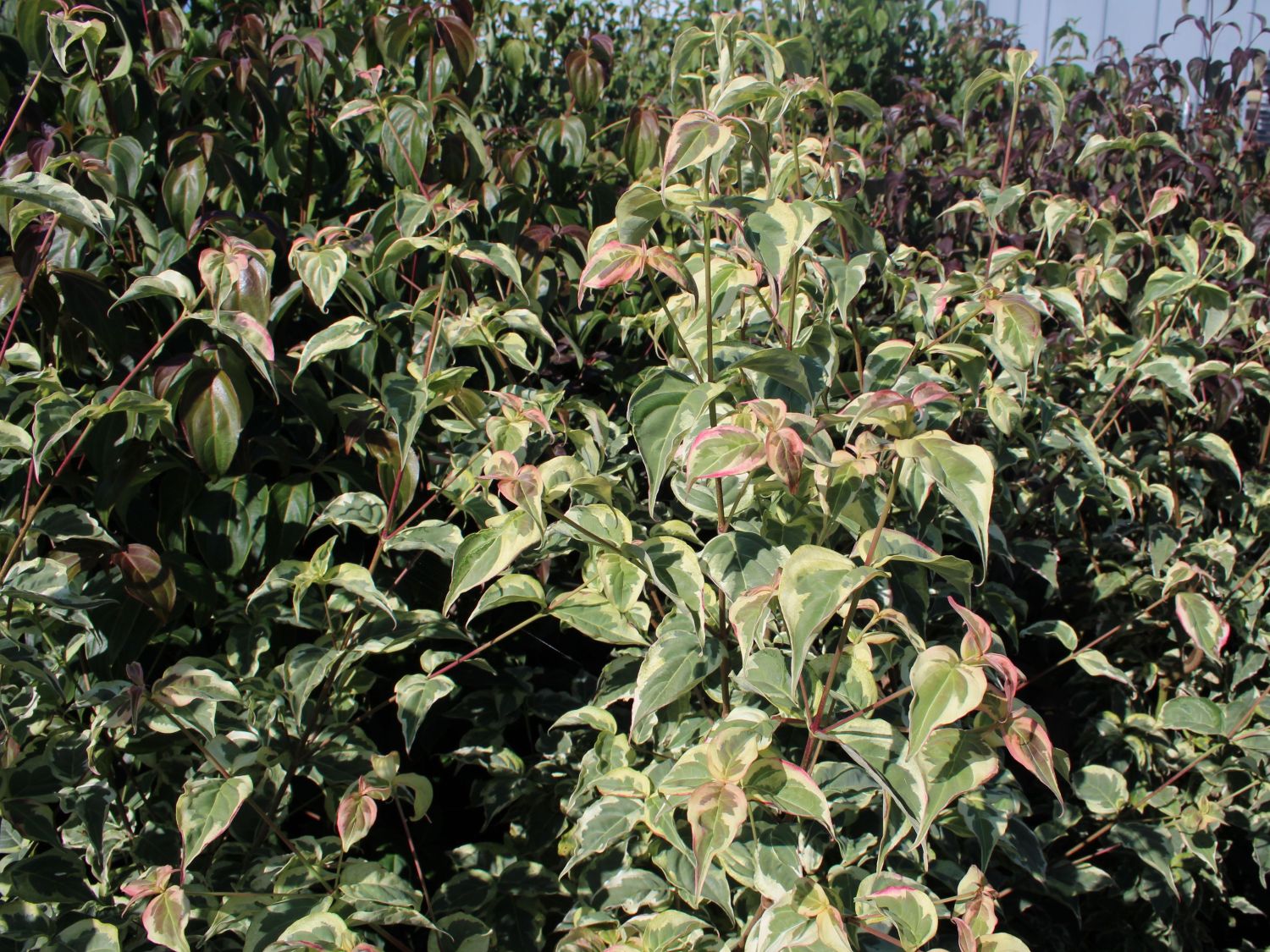 Japanischer Blumen-Hartriegel 'Willy Boy' - Cornus kousa 'Willy Boy'