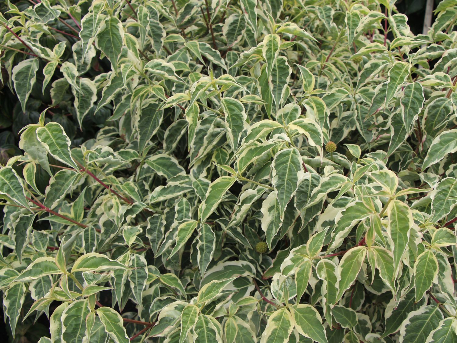 Japanischer Blumen-Hartriegel 'Wolf Eyes' - Cornus kousa 'Wolf Eyes'