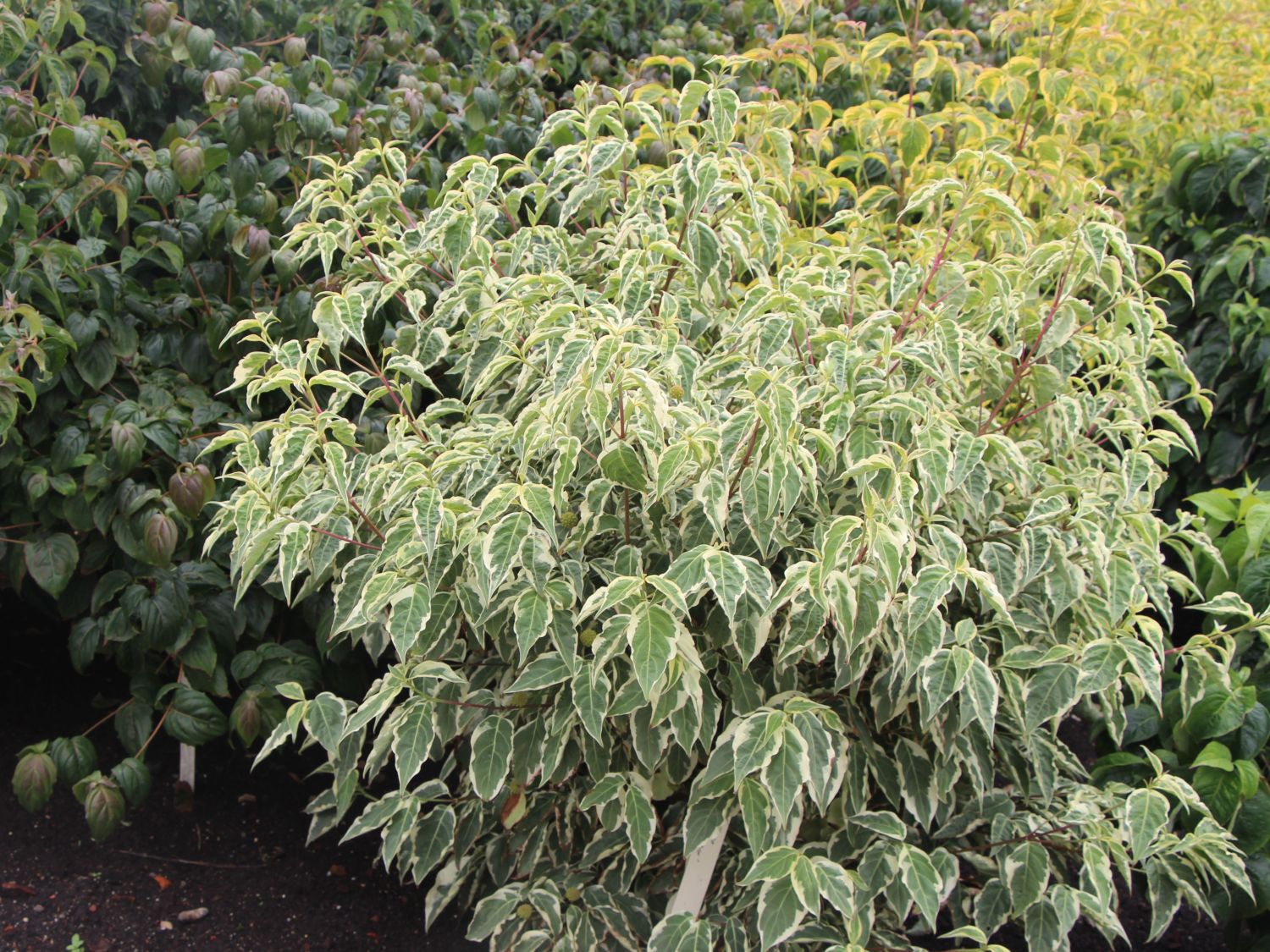 Japanischer Blumen-Hartriegel 'Wolf Eyes' - Cornus kousa 'Wolf Eyes'