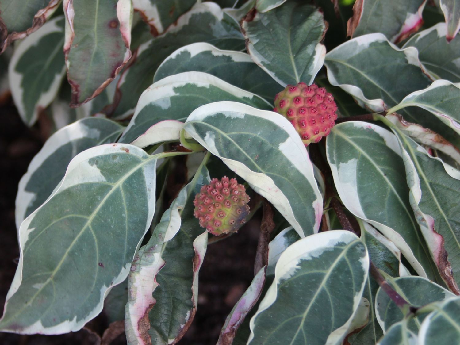 Japanischer Blumen-Hartriegel 'Wolf Eyes' - Cornus kousa 'Wolf Eyes'