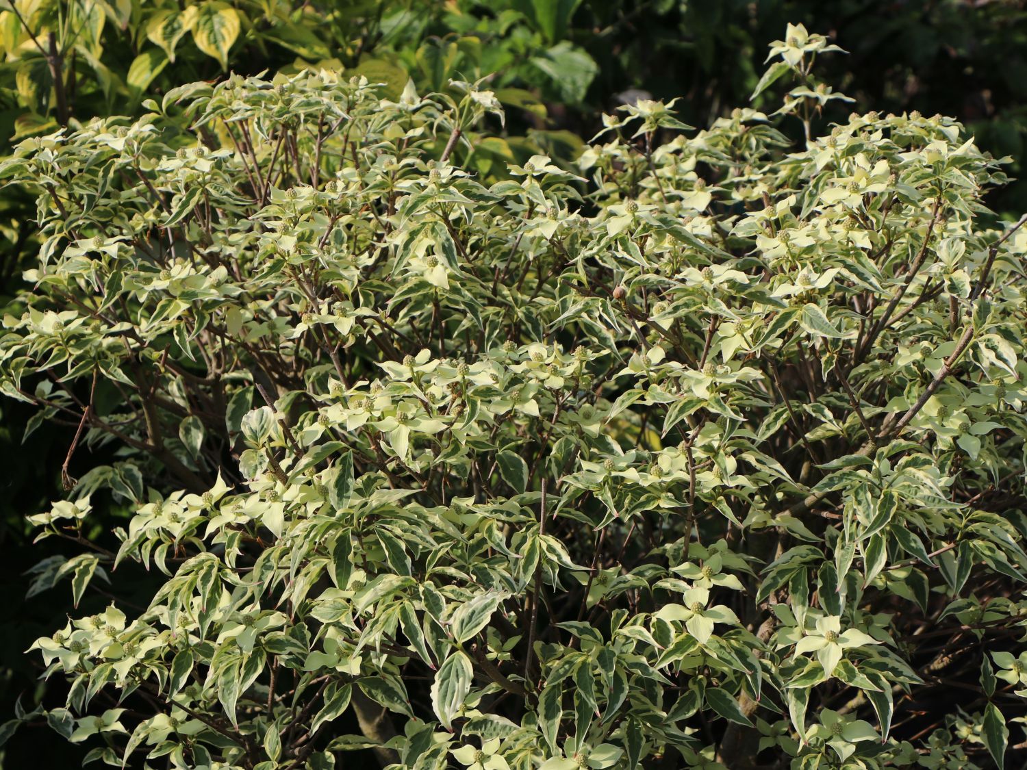 Japanischer Blumen-Hartriegel 'Wolf Eyes' - Cornus kousa 'Wolf Eyes'