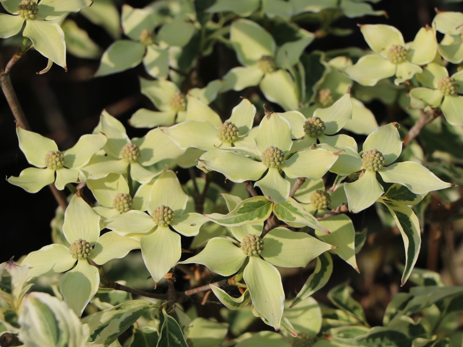Japanischer Blumen-Hartriegel 'Wolf Eyes' - Cornus kousa 'Wolf Eyes'
