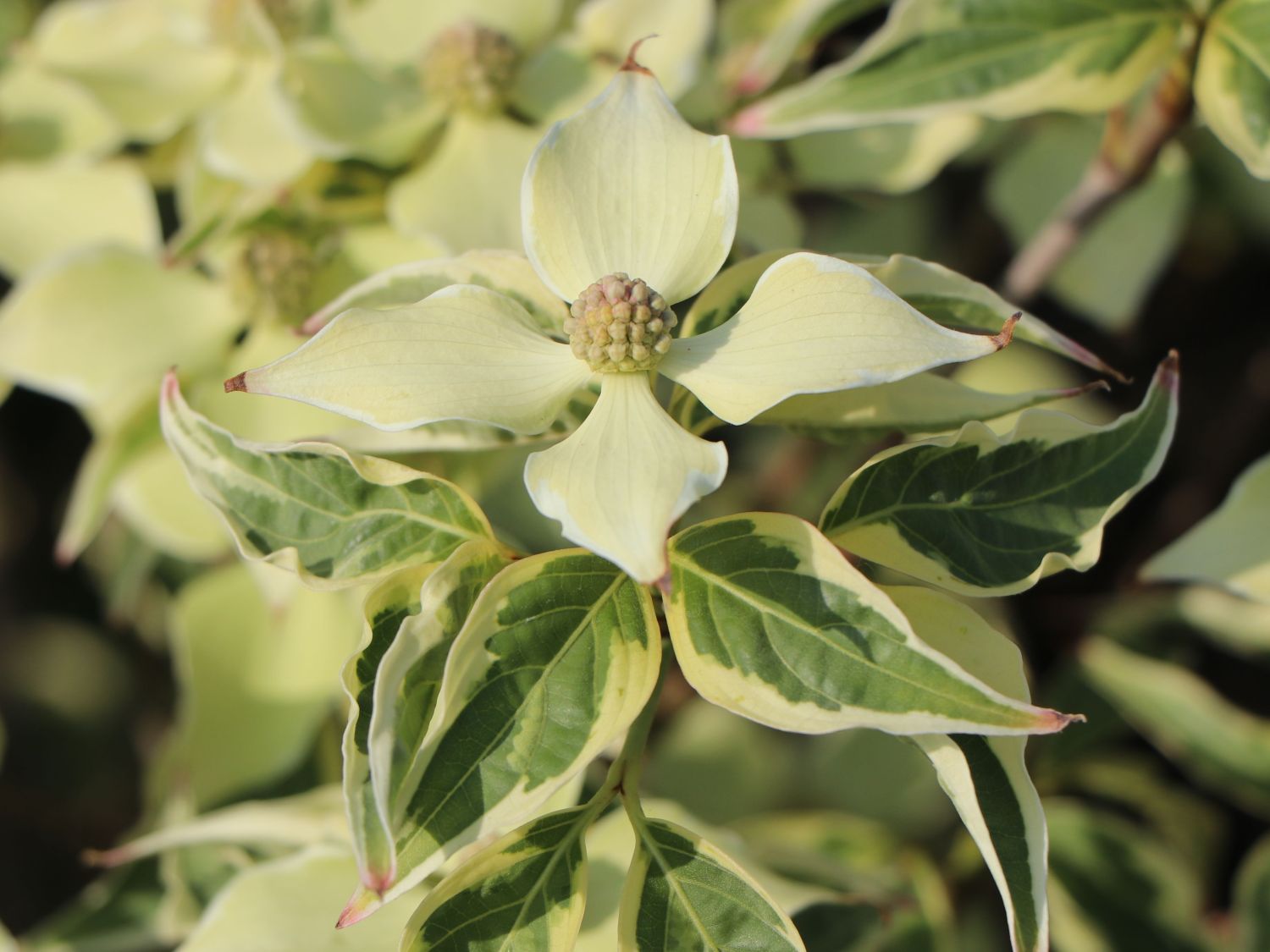 Japanischer Blumen-Hartriegel 'Wolf Eyes' - Cornus kousa 'Wolf Eyes'