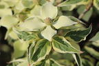 Japanischer Blumen-Hartriegel 'Wolf Eyes' - Cornus kousa 'Wolf Eyes'