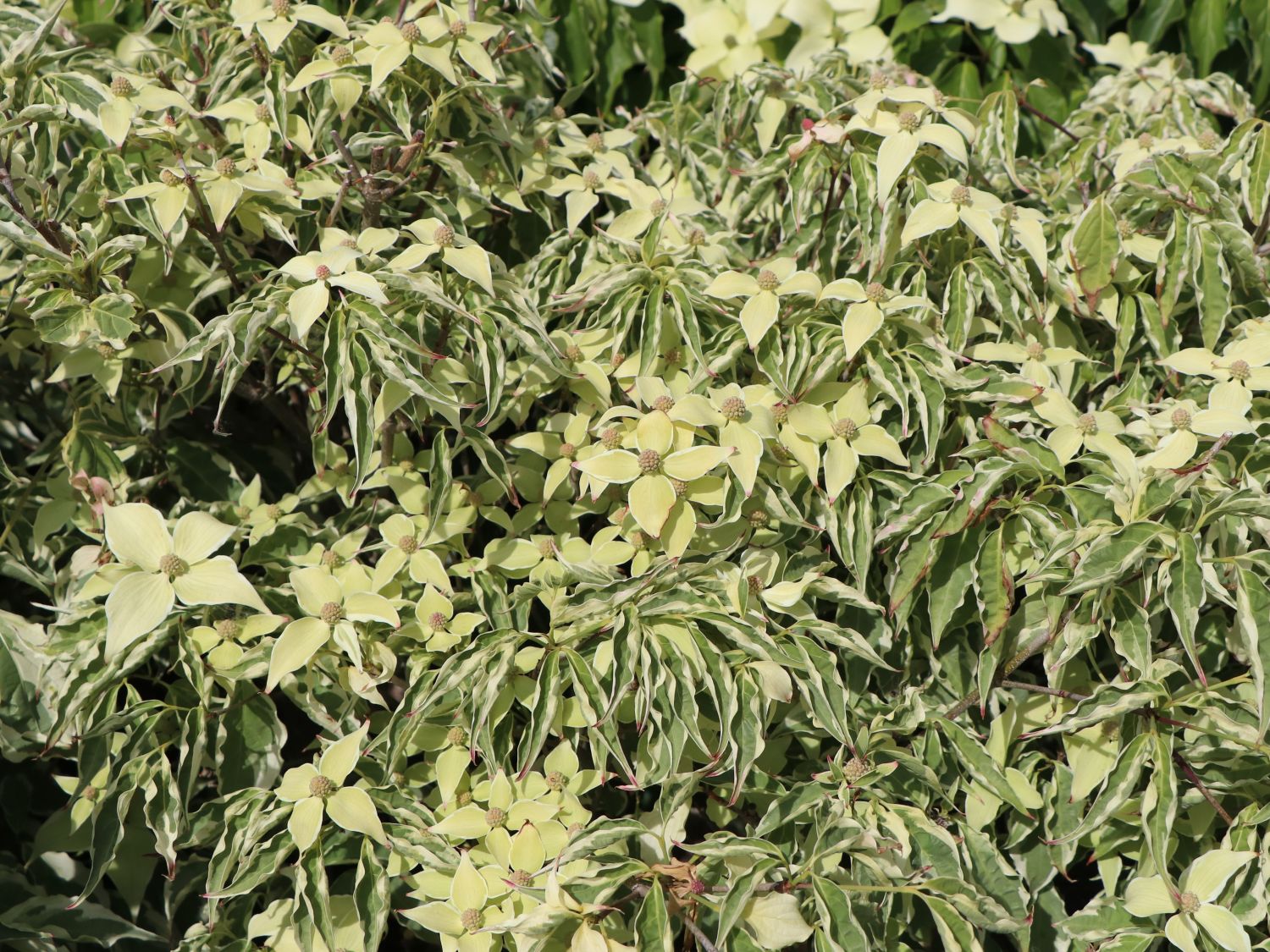 Japanischer Blumen-Hartriegel 'Wolf Eyes' - Cornus kousa 'Wolf Eyes'
