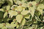 Japanischer Blumen-Hartriegel 'Wolf Eyes' - Cornus kousa 'Wolf Eyes'