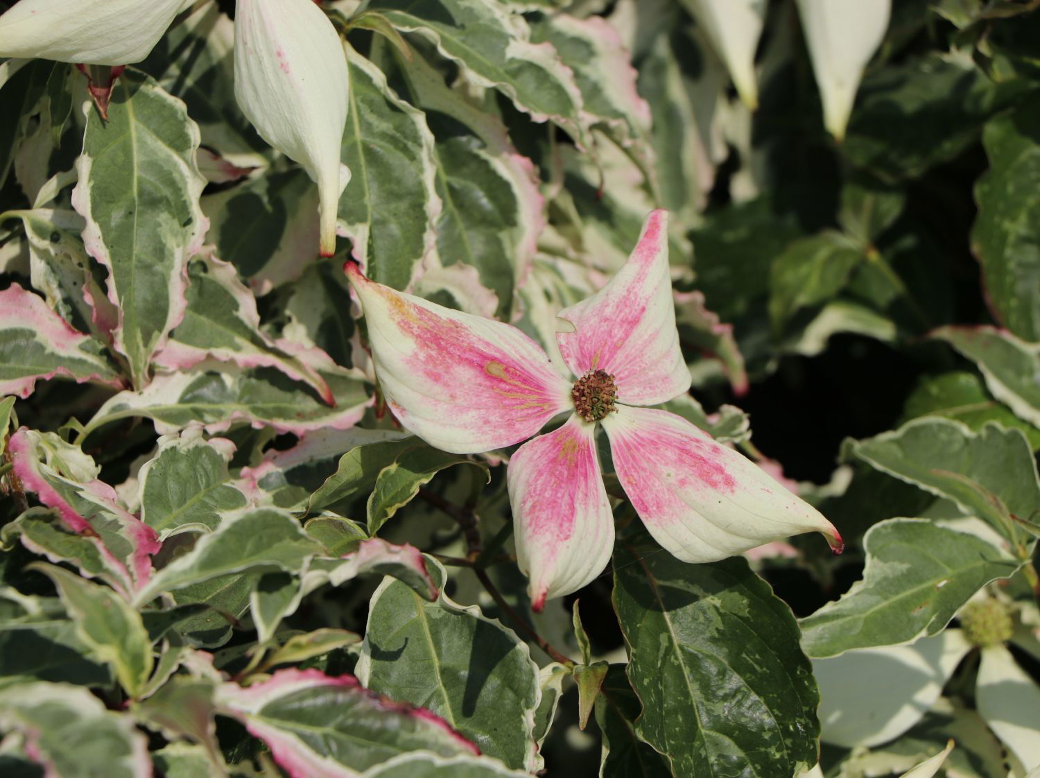 Japanischer Blumen-Hartriegel 'Wolf Eyes' - Cornus kousa 'Wolf Eyes'