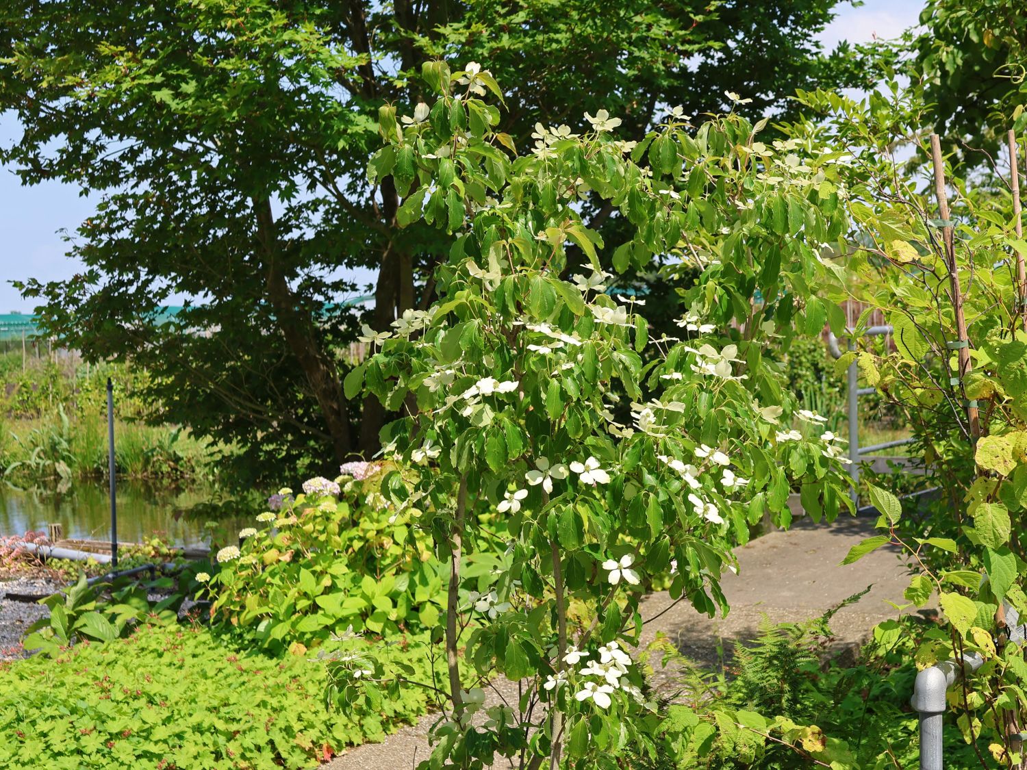 Japanischer Blumenhartriegel 'Flower Tower'