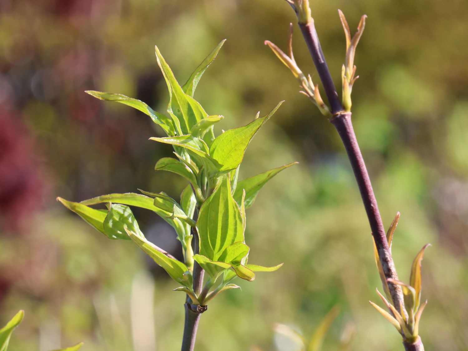 Japanischer Blumenhartriegel 'Flower Tower' - Cornus kousa 'Flower Tower'