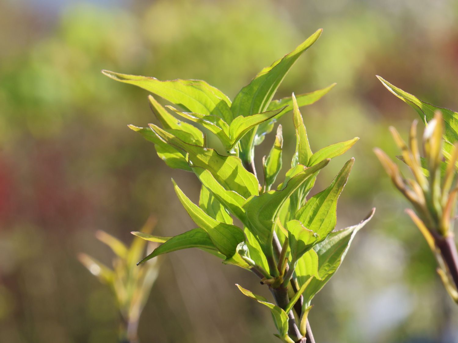 Japanischer Blumenhartriegel 'Flower Tower' - Cornus kousa 'Flower Tower'