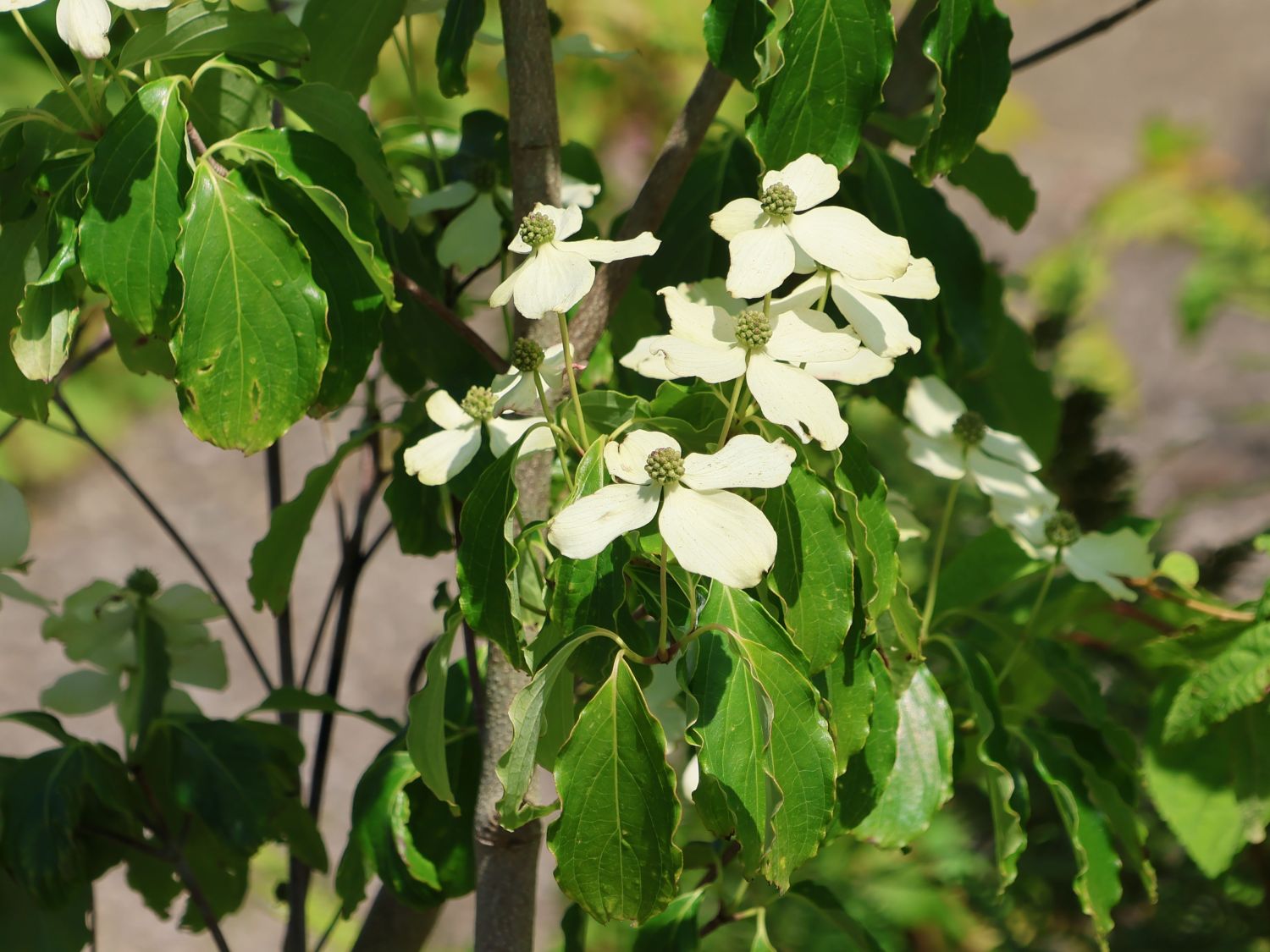 Japanischer Blumenhartriegel 'Flower Tower' - Cornus kousa 'Flower Tower'
