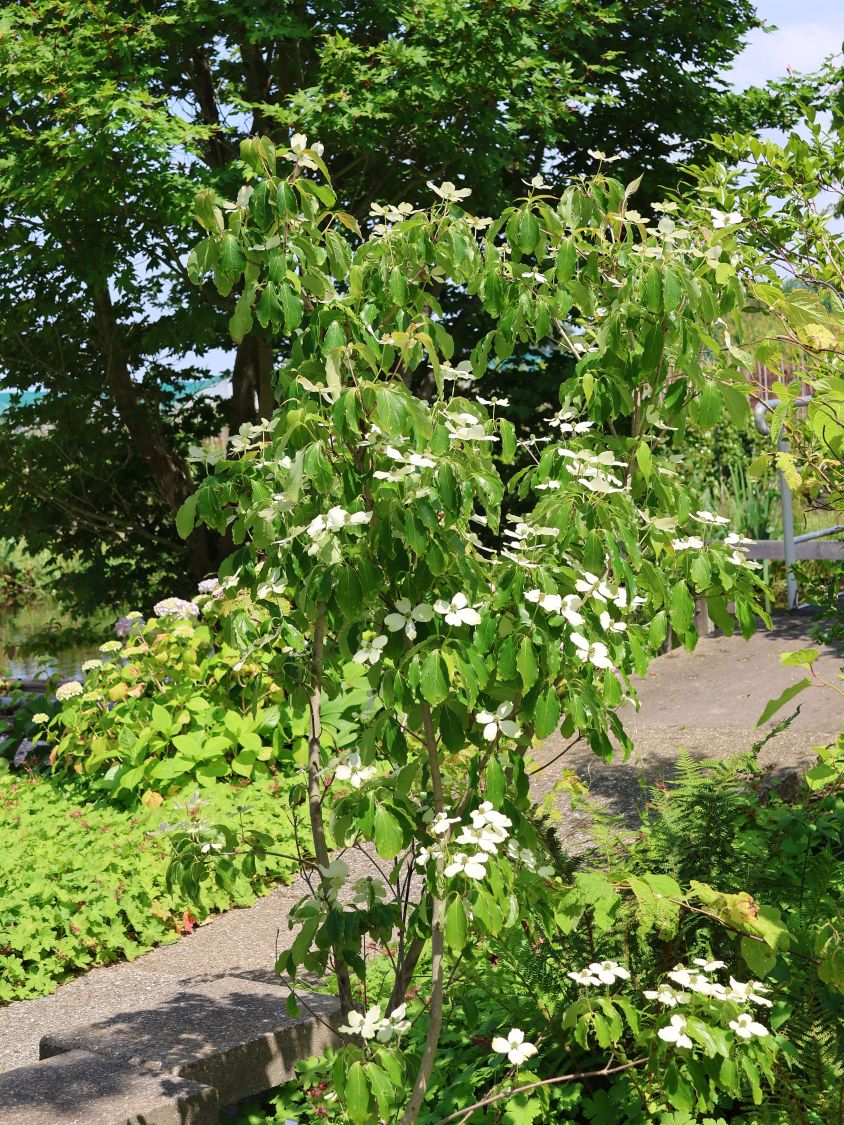 Japanischer Blumenhartriegel 'Flower Tower' - Cornus kousa 'Flower Tower'