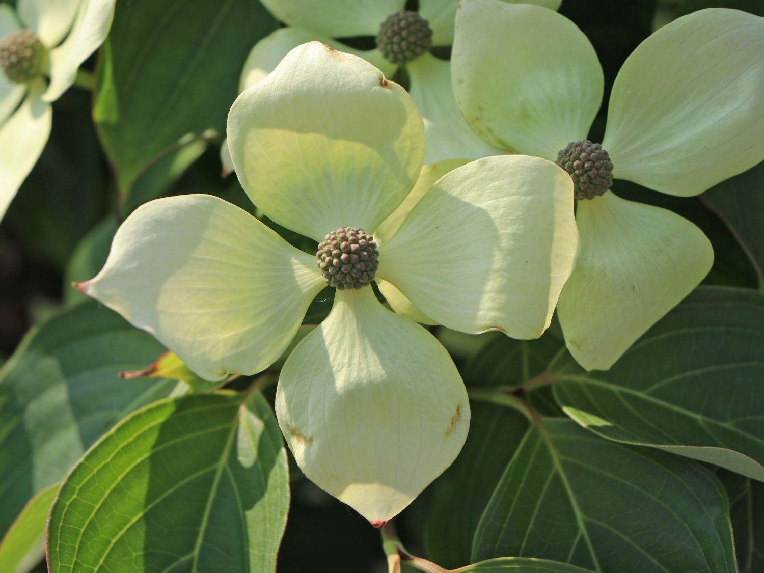 Japanischer Blumenhartriegel 'Flower Tower' - Cornus kousa 'Flower Tower'
