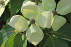 Japanischer Blumenhartriegel 'Flower Tower' - Cornus kousa 'Flower Tower'