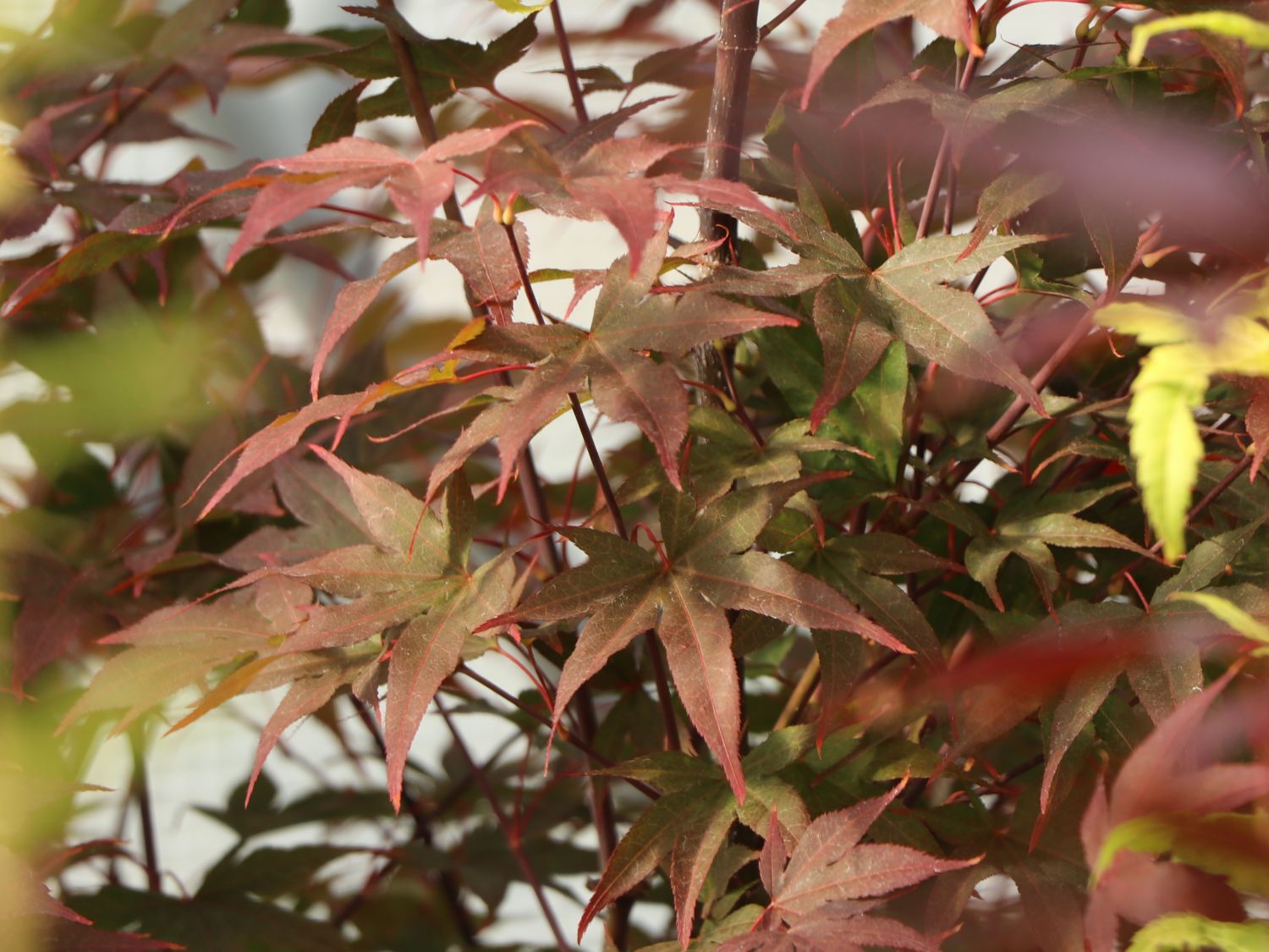 Japanischer Fächerahorn 'Aratama'