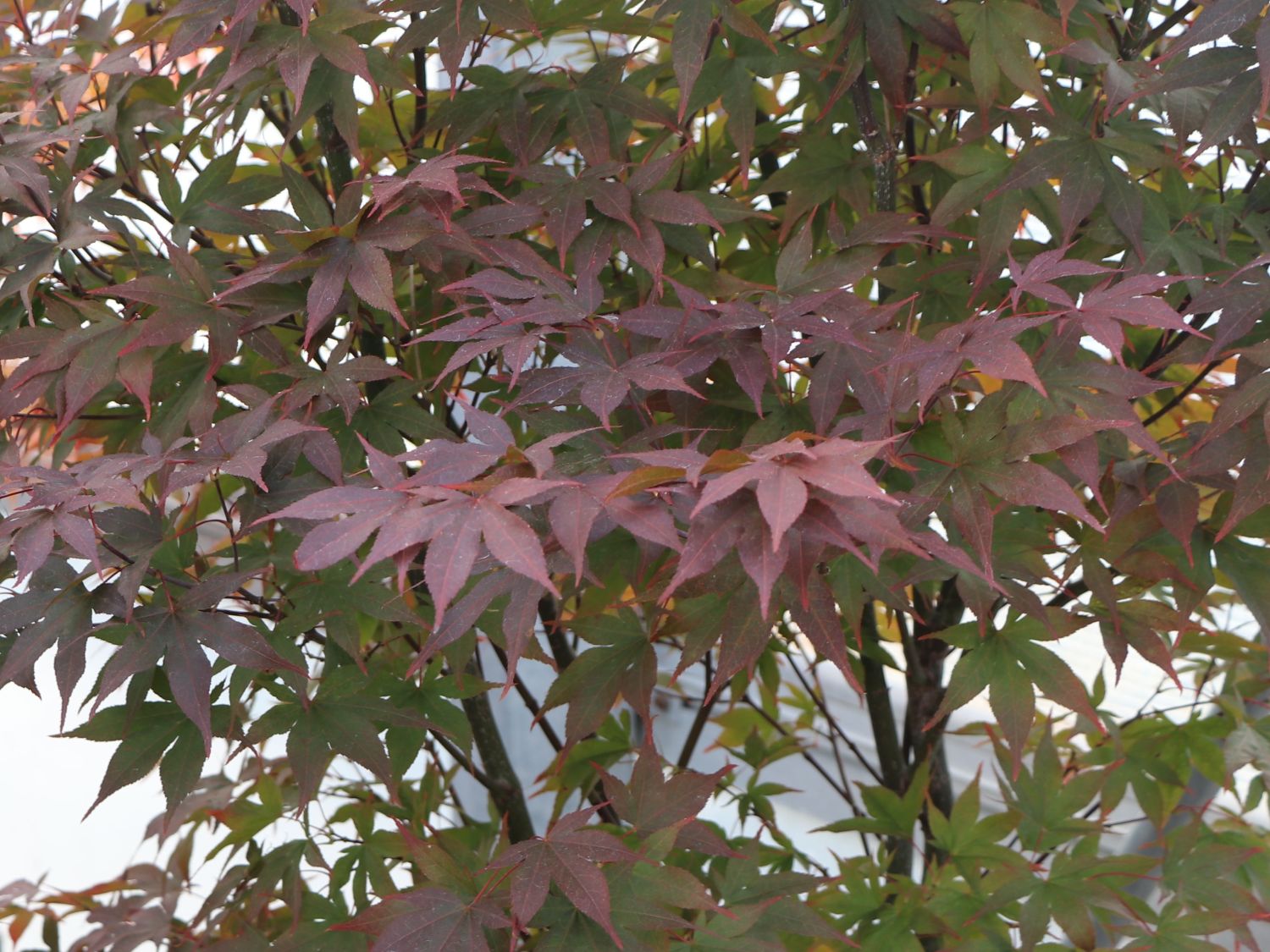 Japanischer Fächerahorn 'Aratama' - Acer palmatum 'Aratama'