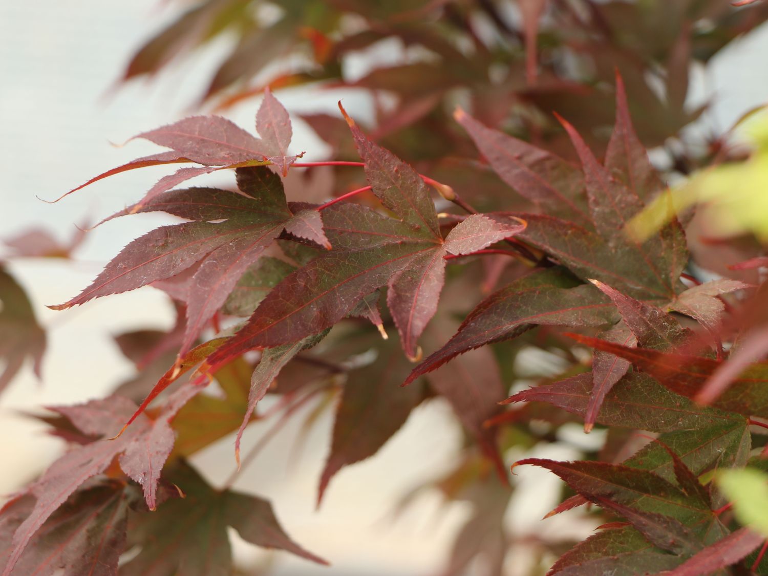 Japanischer Fächerahorn 'Aratama' - Acer palmatum 'Aratama'