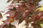 Japanischer Fächerahorn 'Aratama' - Acer palmatum 'Aratama'