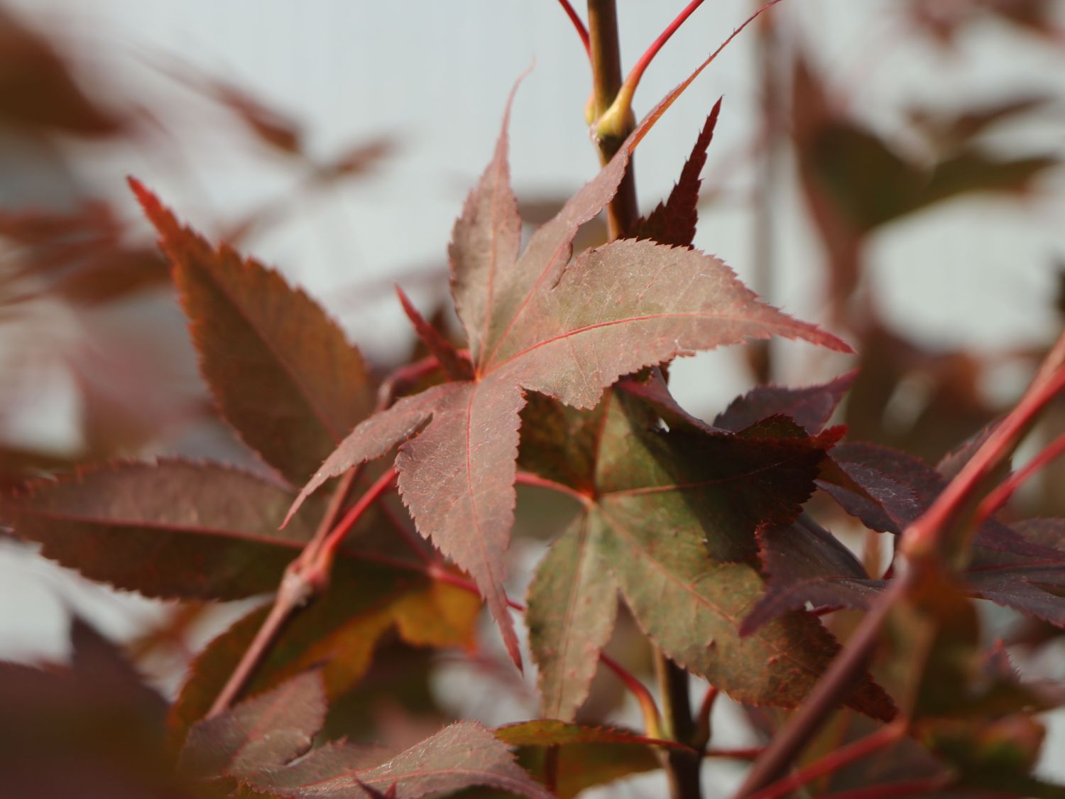 Japanischer Fächerahorn 'Aratama' - Acer palmatum 'Aratama'