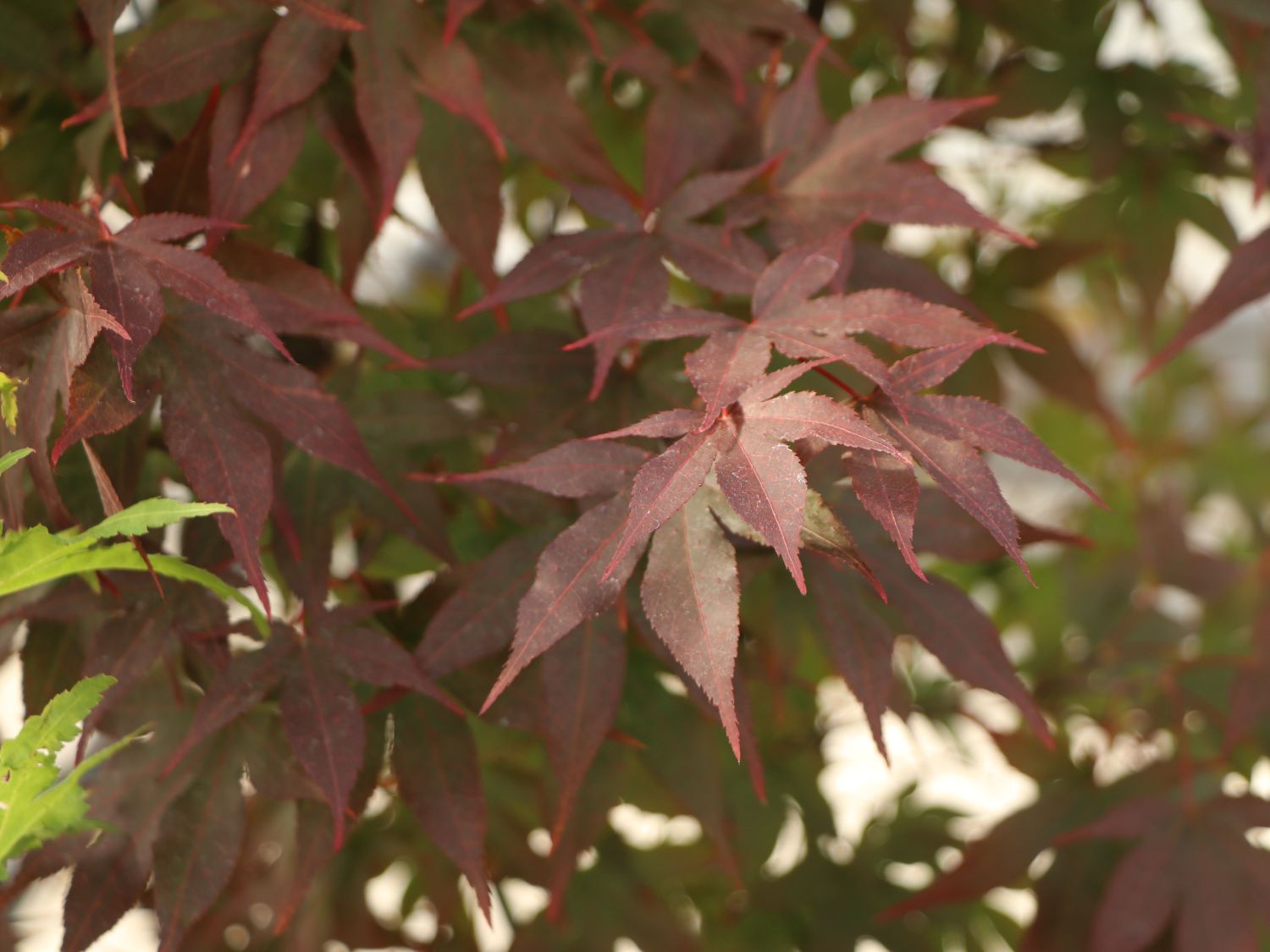 Japanischer Fächerahorn 'Aratama' - Acer palmatum 'Aratama'