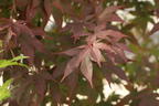 Japanischer Fächerahorn 'Aratama' - Acer palmatum 'Aratama'