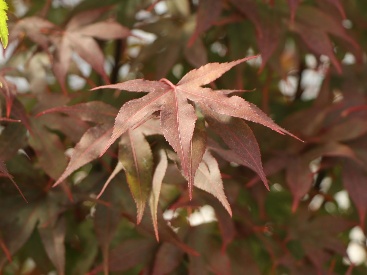 Japanischer Fächerahorn 'Aratama' - Acer palmatum 'Aratama'