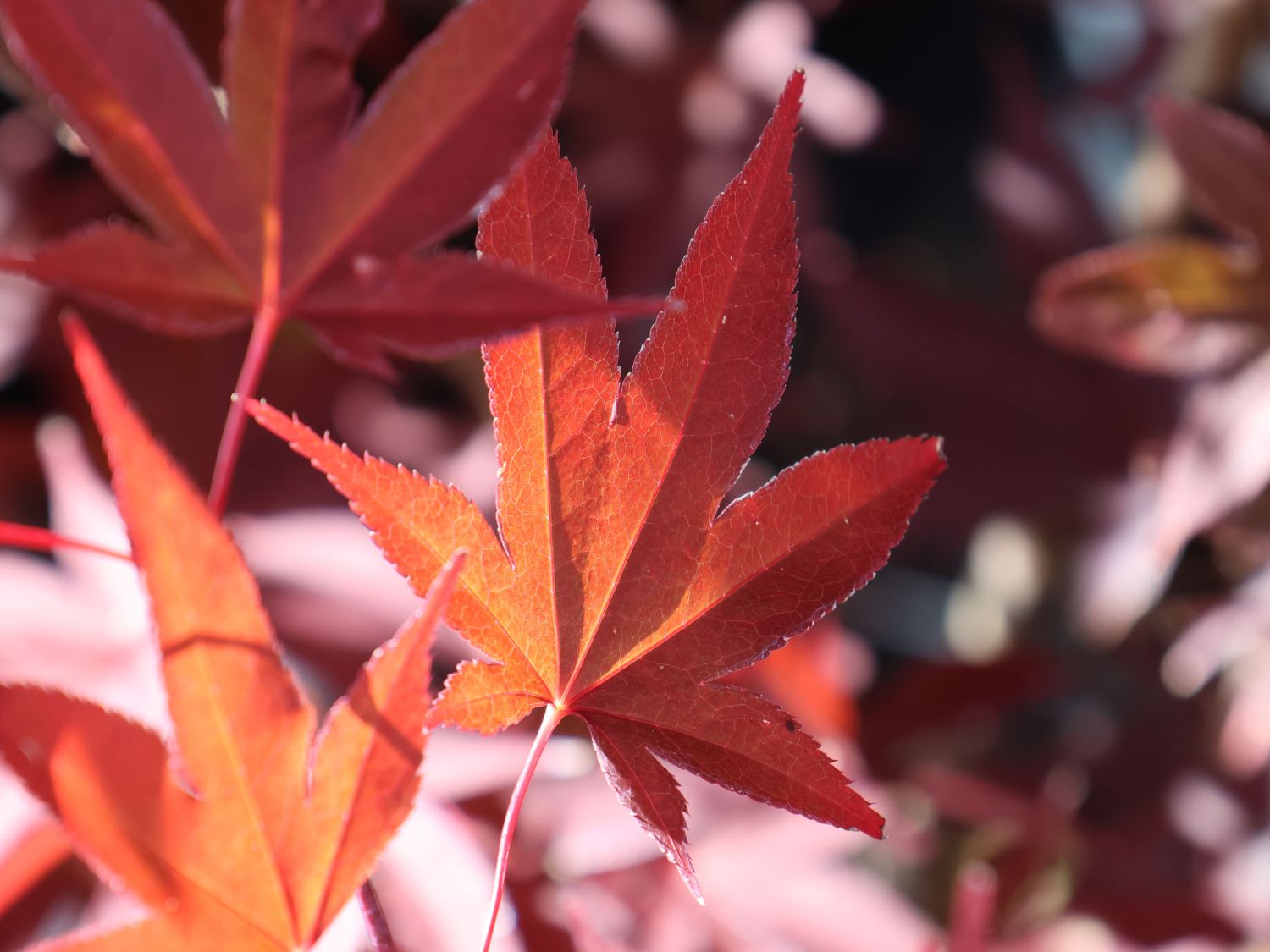 Japanischer Fächerahorn 'Aratama' - Acer palmatum 'Aratama'