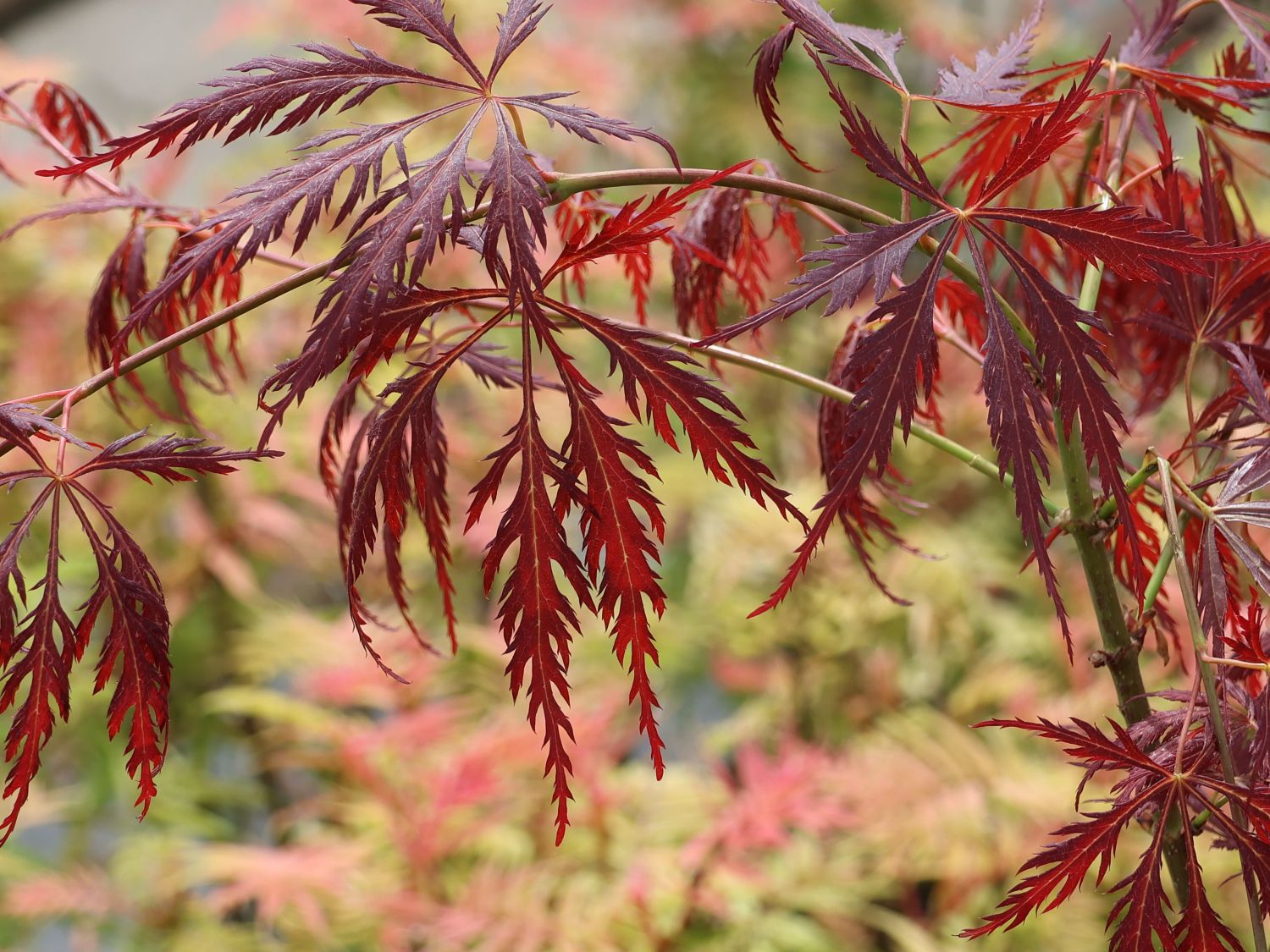 Japanischer Fächerahorn 'Fransman'