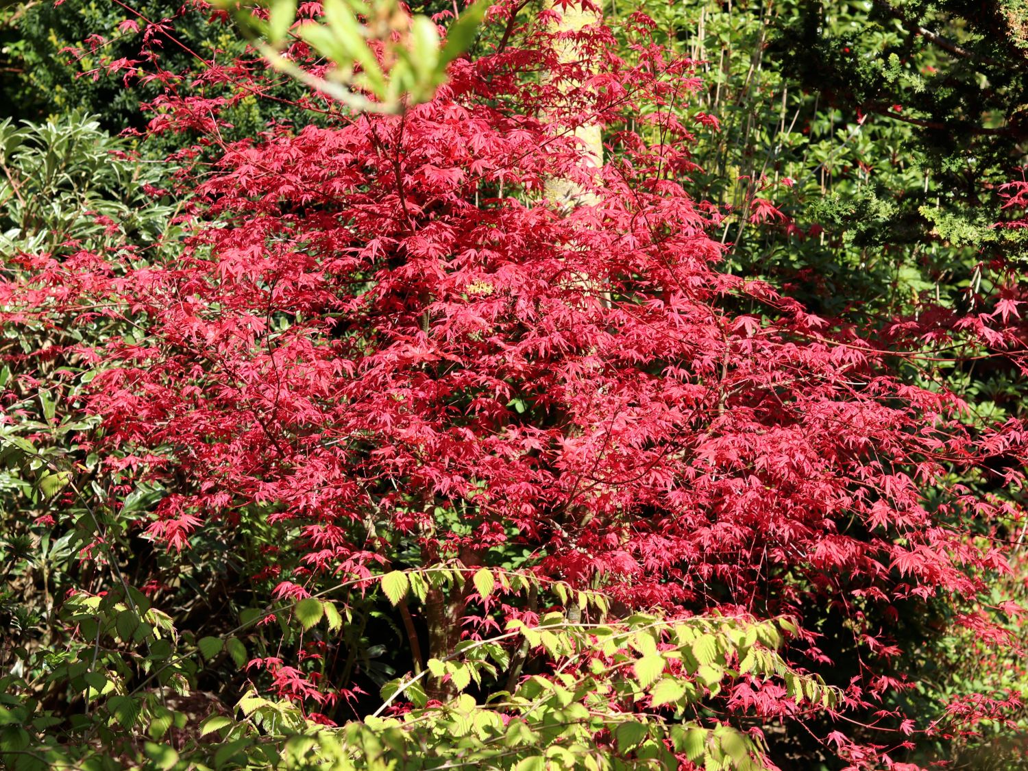 Japanischer Fächerahorn / Korallen-Ahorn 'Corallinum' - Acer palmatum 'Corallinum'