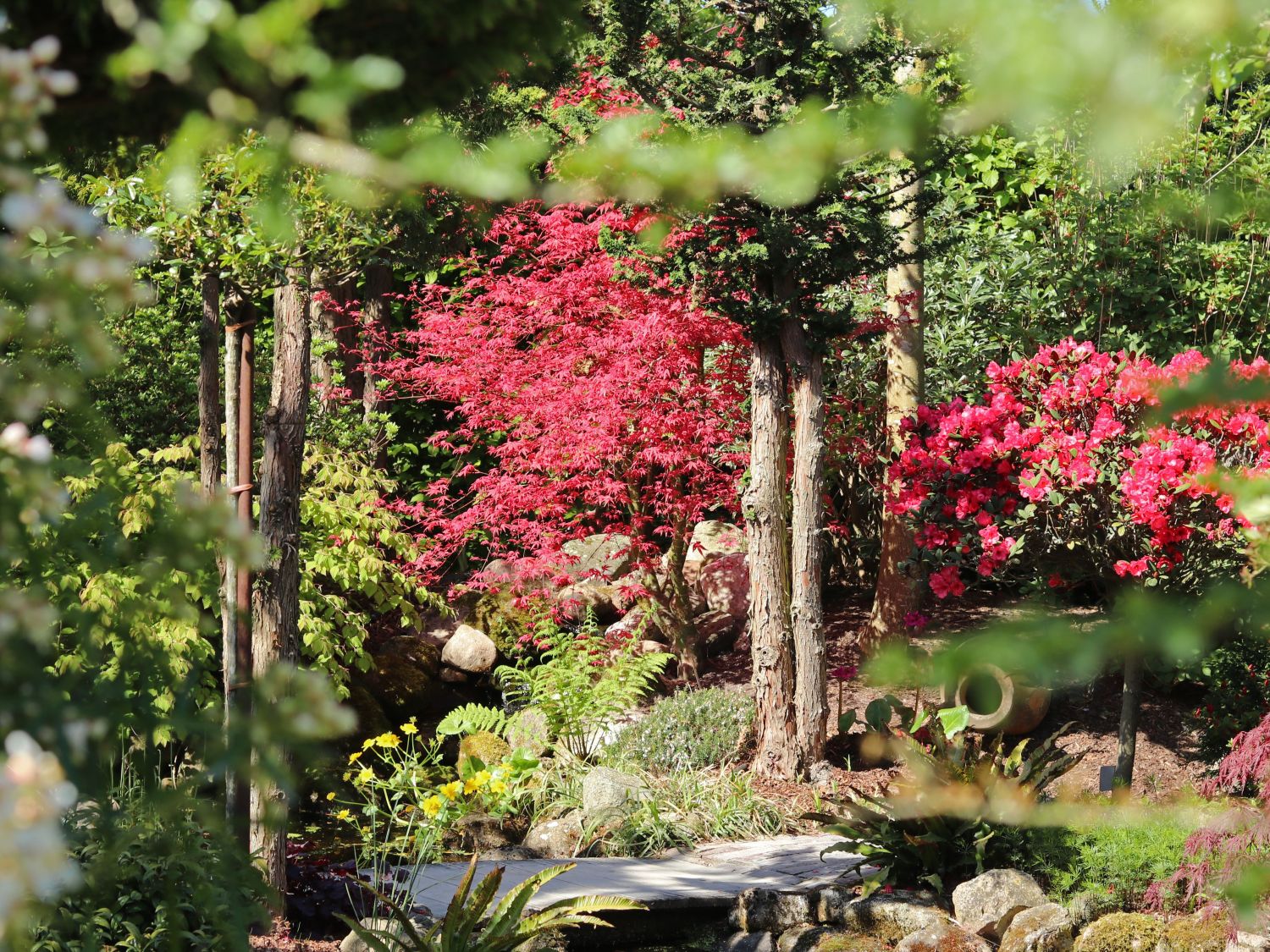 Japanischer Fächerahorn / Korallen-Ahorn 'Corallinum' - Acer palmatum 'Corallinum'