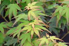 Japanischer Fächerahorn 'Little Princess' - Acer palmatum 'Little Princess'